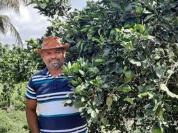 Pronaf: laranja na BA e caupi no TO têm bônus de até 60% em outubro
