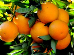 Barreiras (BA) colhe quase 4 vezes mais laranja que Piauí, Tocantins e Maranhão juntos