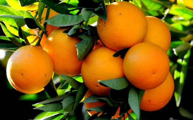 Barreiras (BA) colhe quase 4 vezes mais laranja que Piauí, Tocantins e Maranhão juntos