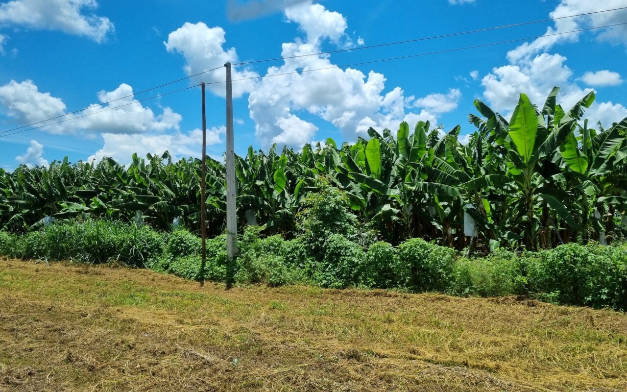 Bananal no Projeto Formoso, em Bom Jesus da Lapa (BA), em janeiro de 2023