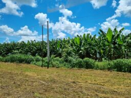 Bom Jesus da Lapa (BA) colhe a banana que mais vale no Brasil: R$ 540 milhões em 2025