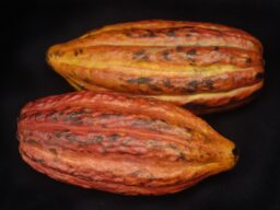 Cacau no cerrado: Cocos (BA) colhe por hectare seis vezes mais que Ilhéus (BA)