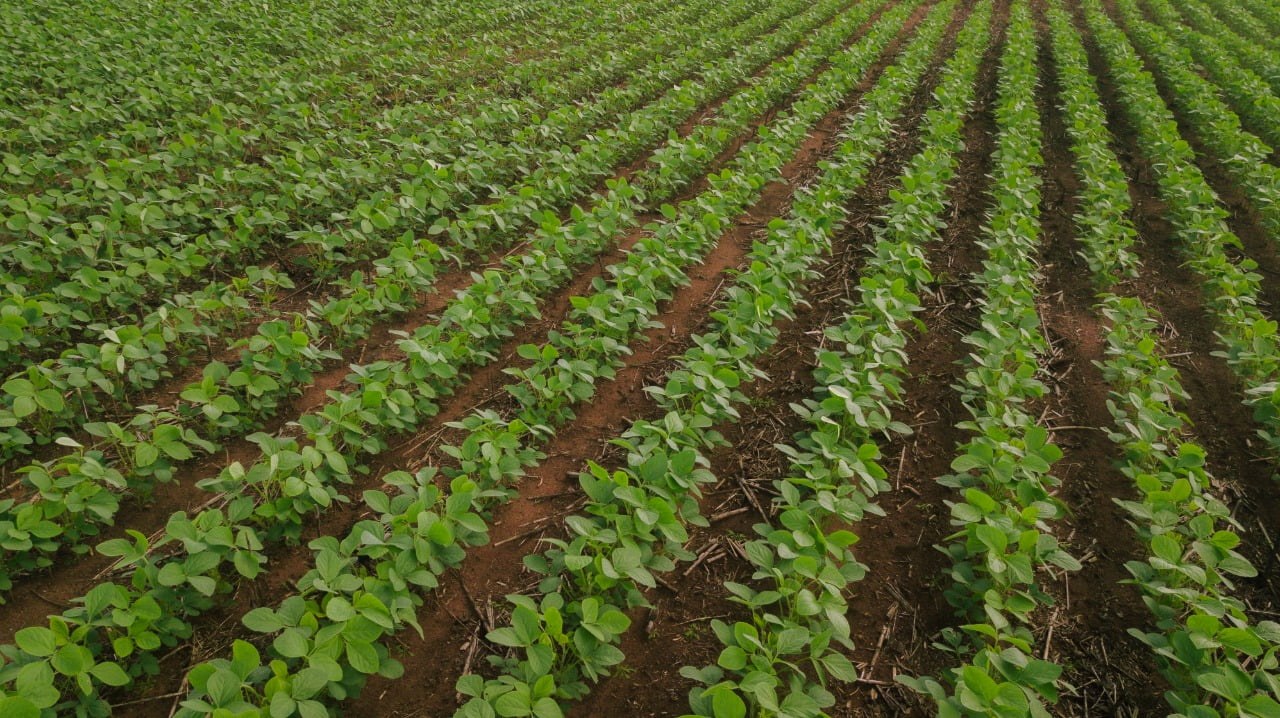 Lavoura de soja em fase inicial de desenvolvimento no Matopiba, onde a previsão do Inmet indica apenas pancadas isoladas