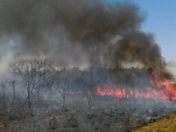 Emergência no Tocantins não suspende dívida, mas laudo de perda pode embasar renegociação