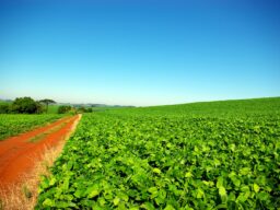 Mato Grosso passa de 60% da soja semeada; no Matopiba, o sequeiro espera a chuva
