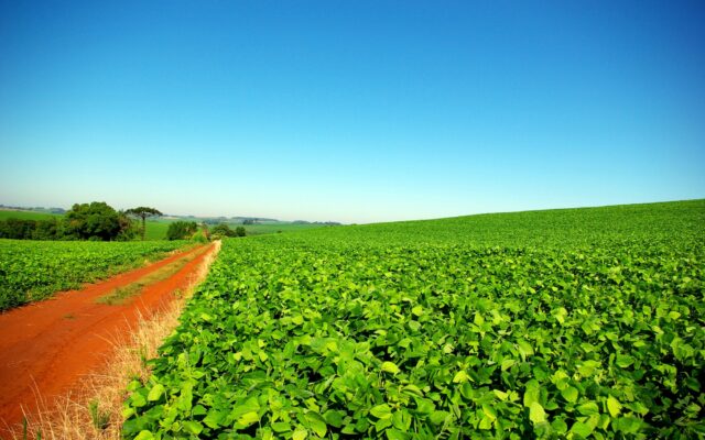 Mato Grosso passa de 60% da soja semeada; no Matopiba, o sequeiro espera a chuva