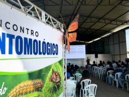 Mosca-branca e Spodoptera: o que pesquisadores pedem ao produtor do oeste baiano