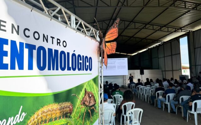 Mosca-branca e Spodoptera: o que pesquisadores pedem ao produtor do oeste baiano