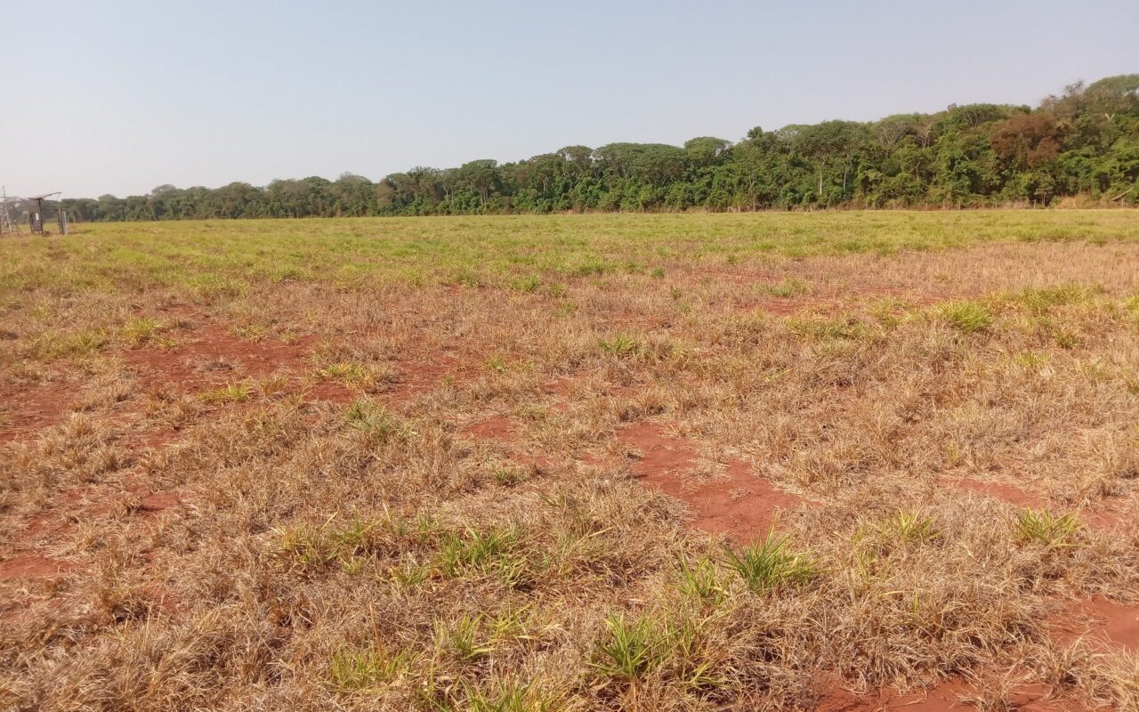 Pastagem no período seco do Cerrado, em área de pesquisa da Embrapa Arroz e Feijão; a foto não é do oeste baiano