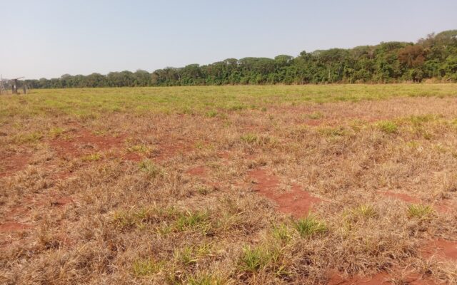 Nove dias sem chuva em Barreiras (BA): o que é veranico e por que ele preocupa