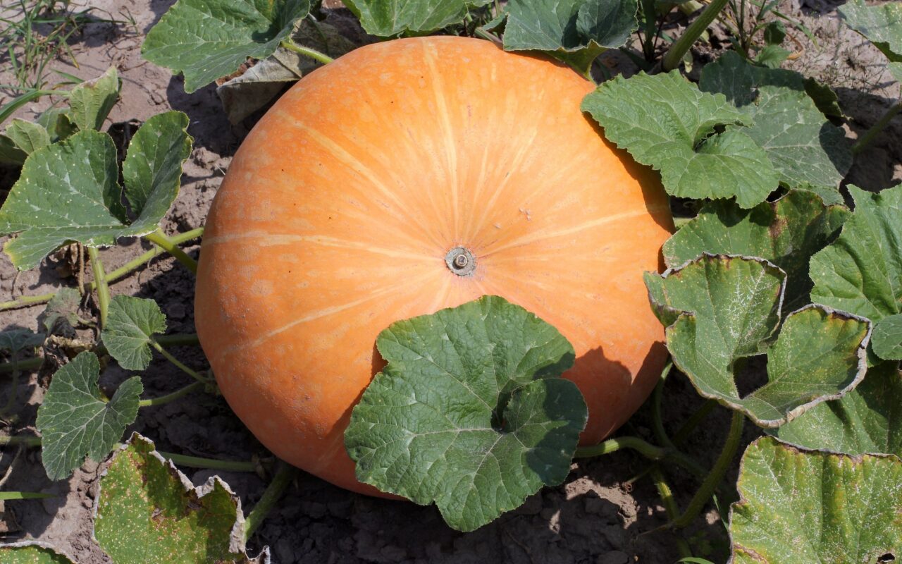 Abóbora (Cucurbita maxima) ainda na rama; imagem ilustrativa, não feita no Matopiba