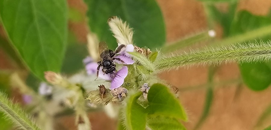 Abelha nativa visita flor de soja durante a floração; estudo da Embrapa em lavouras de Rio Verde e Montividiu (GO) registrou 40 espécies na cultura