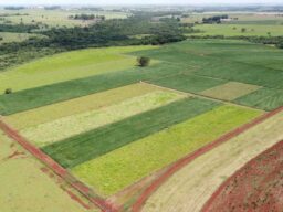 Soja no Cerrado: contar abelhas não basta, produto aplicado e mata pesam mais