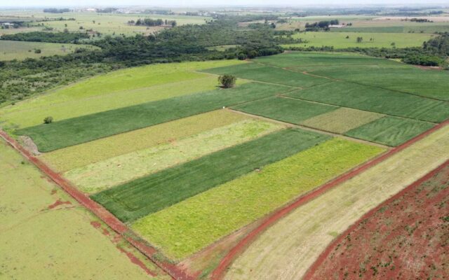 Soja no Cerrado: contar abelhas não basta, produto aplicado e mata pesam mais
